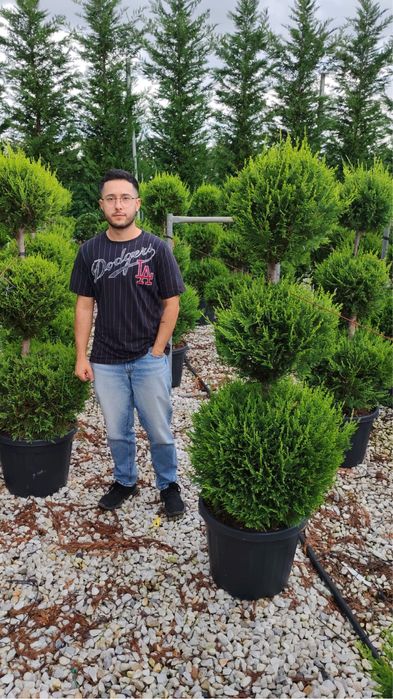 Plante ornamentale