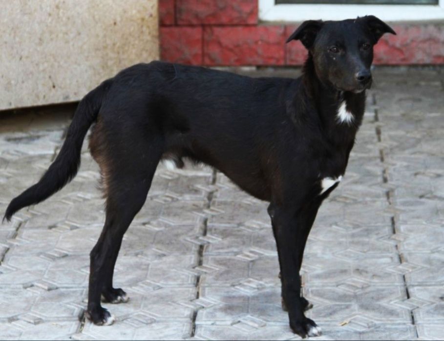 Пропал пёс в районе Тастак-2!