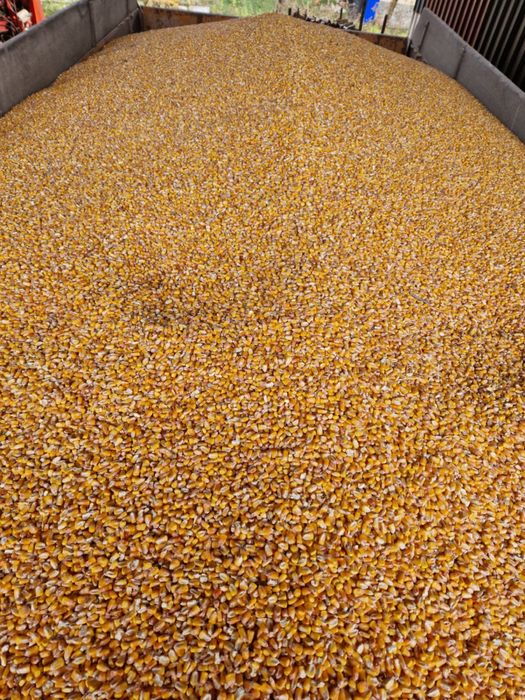 Porumb uscat,grau si ovaz negru