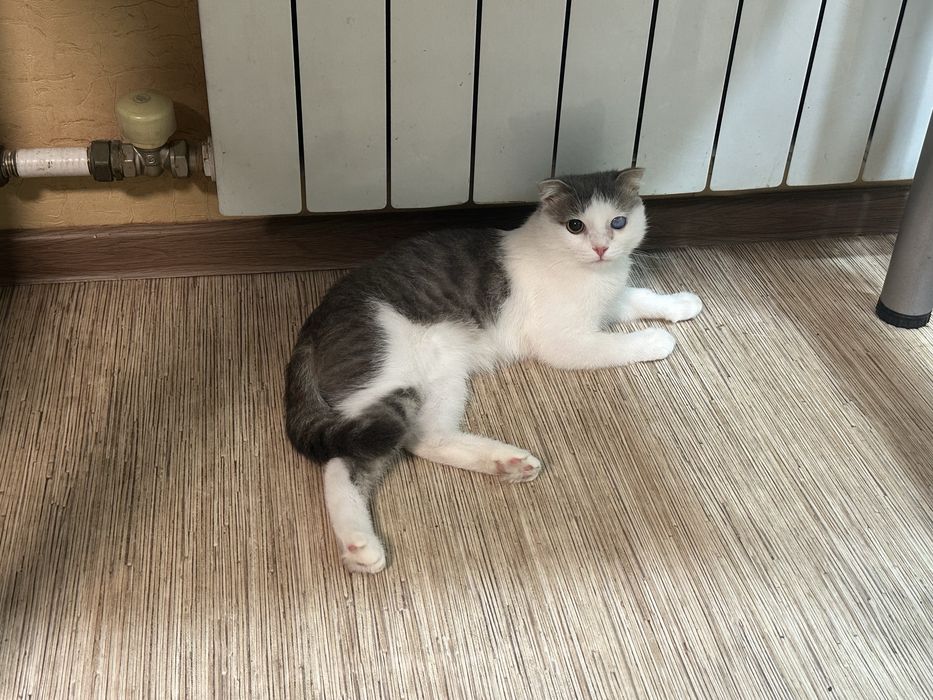 Отдам вислоухого кота