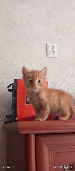 Мяу! Хозяин, отзовись!