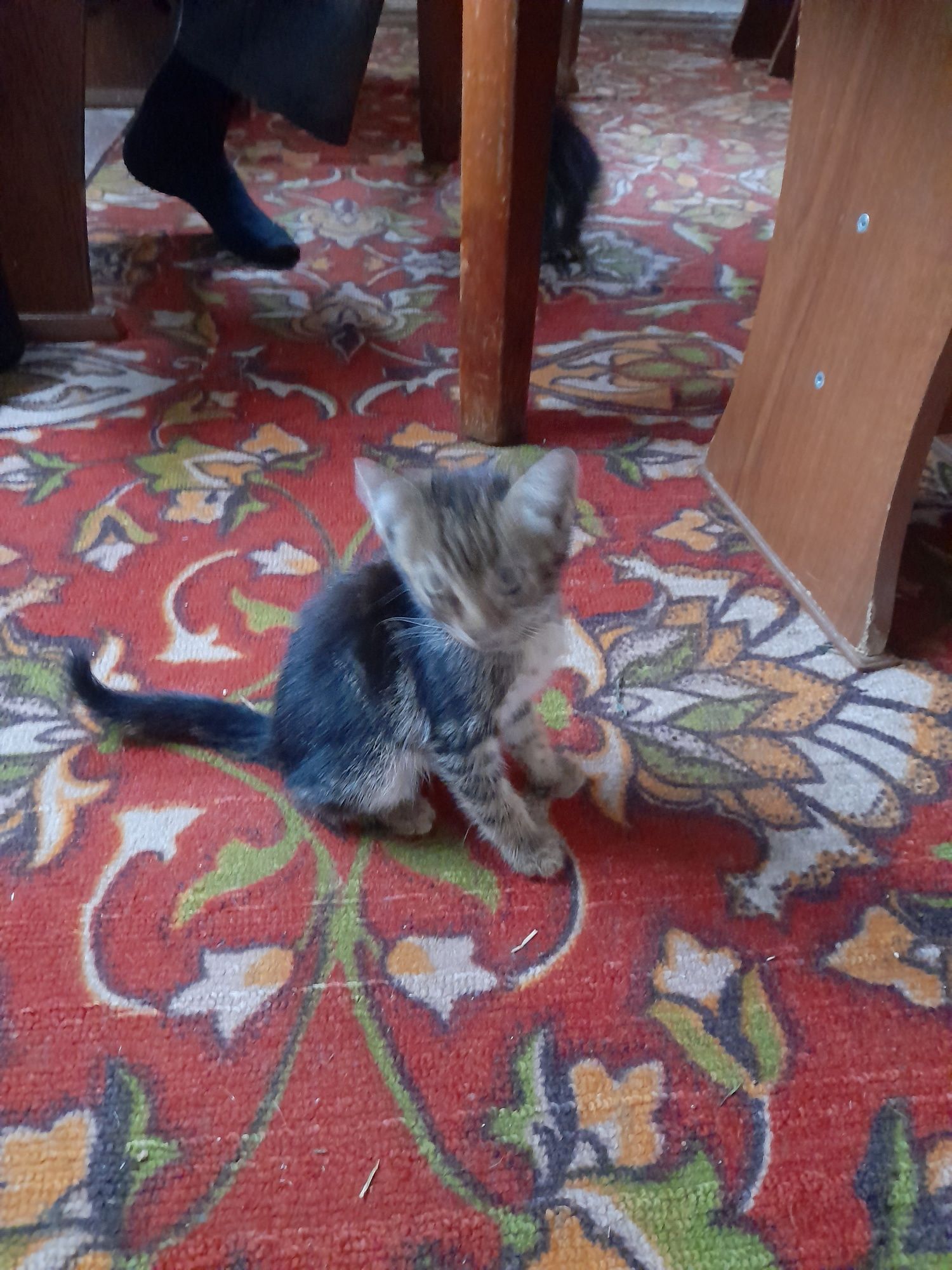 Отдам умных котят