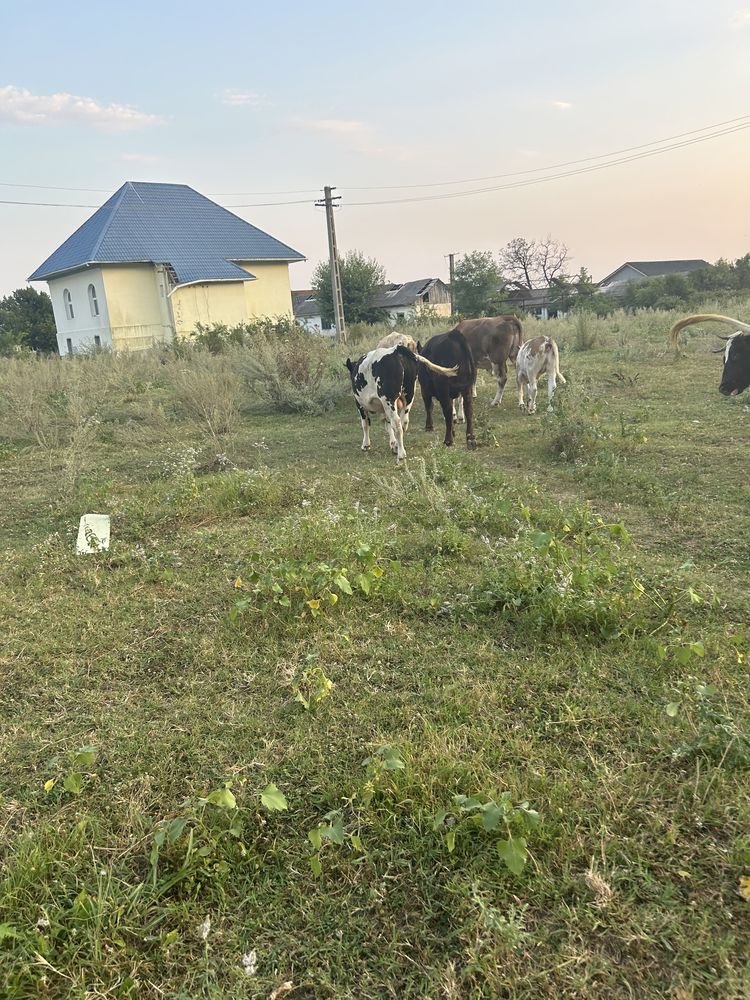 Vând vaci și vitei de rasa