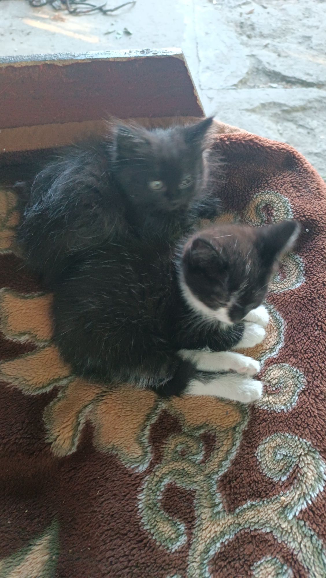 Отдам котят в добрые руки 2 шт