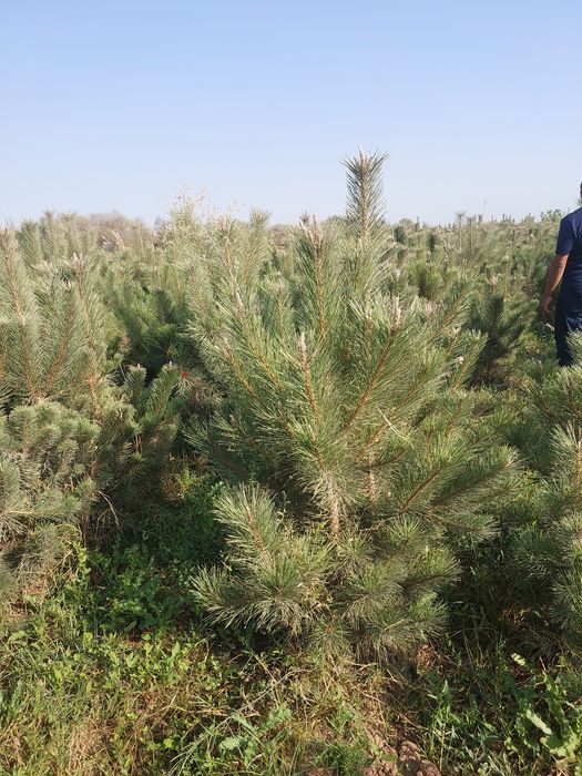 Qirim sosnasi — Samarqand Agro Dizayn kompaniyasidan manzarali ko‘chat