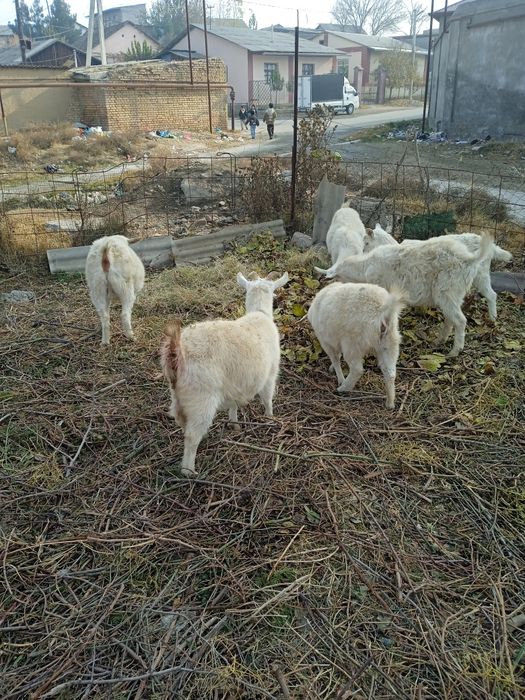 Козочки зааненской молочной породы