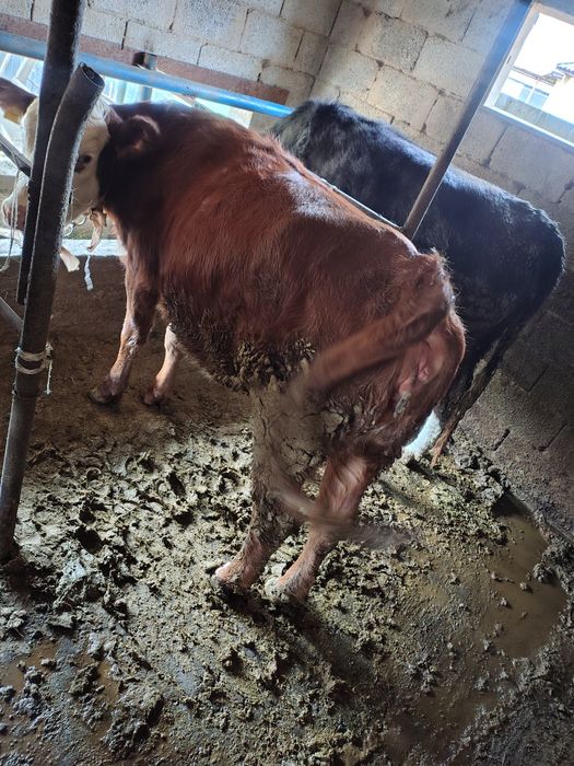 Сиыр Сатылады тайынша семіз