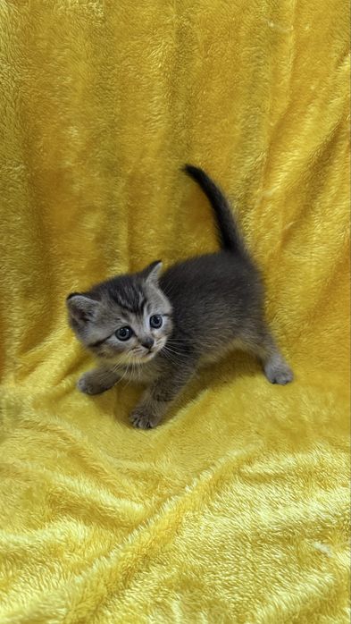 Акция Золотые Шиншиллы