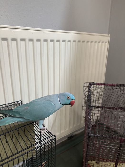 Papagal Micul Alexandru