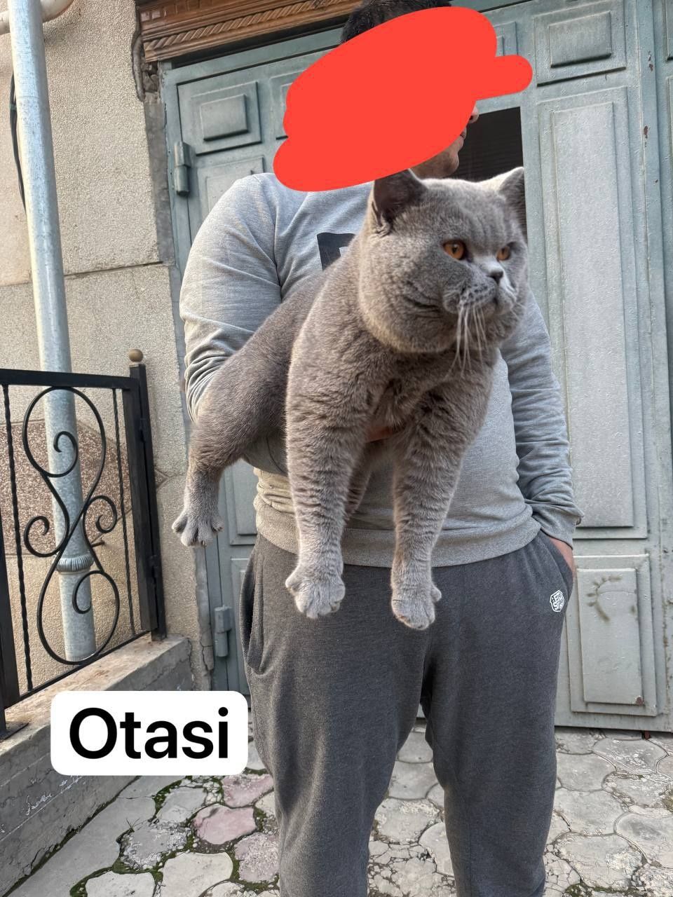 Toza zotli Britaniskiy mushukchalar sotuvda
