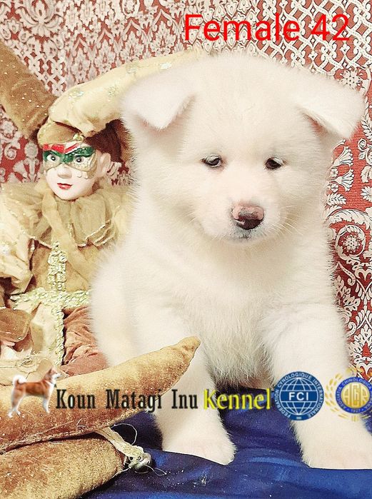 Akita Puiuți Pedigree