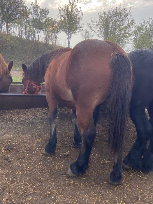 Vand manji pentru tinut sau pentru abator