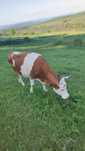 Vaca de vânzare 8 ani bălțată românească cu vițel de 2,5 luni
