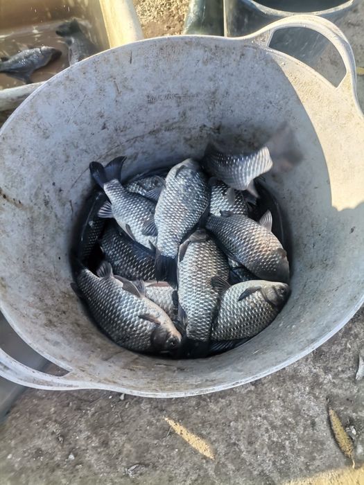 Puiet crap  fitofag caras