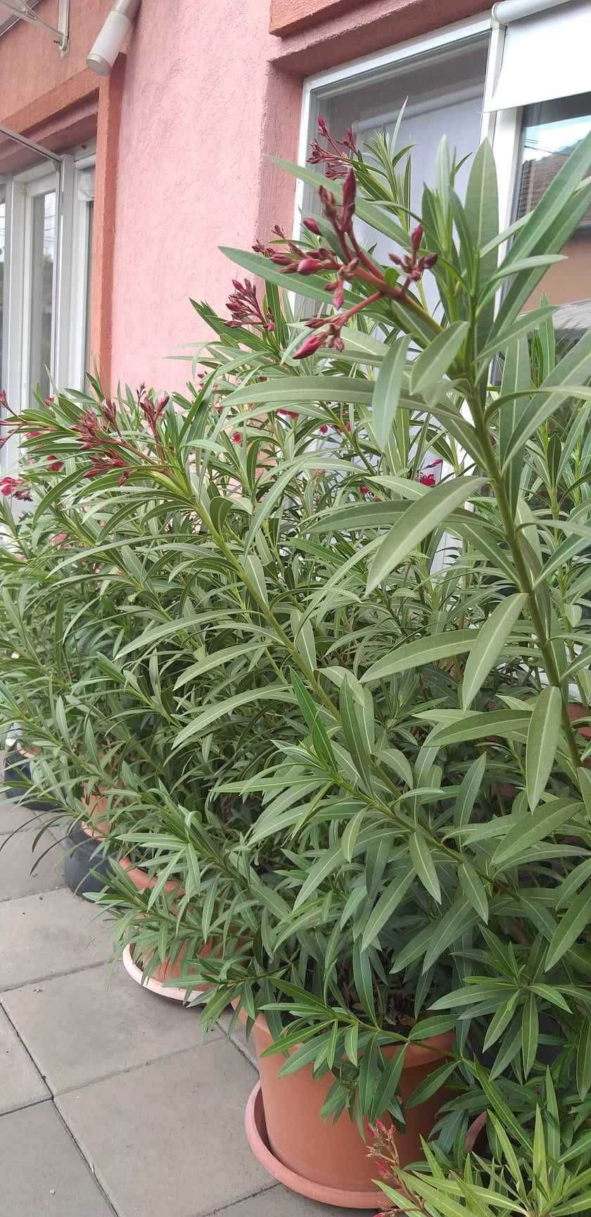 Vand plante decorative de terasa superbe
