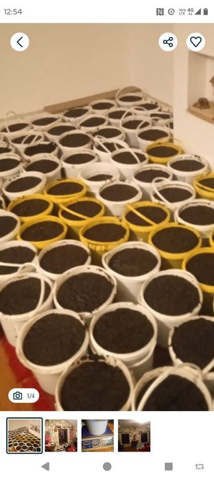 Magiun-Silvoita de vanzare