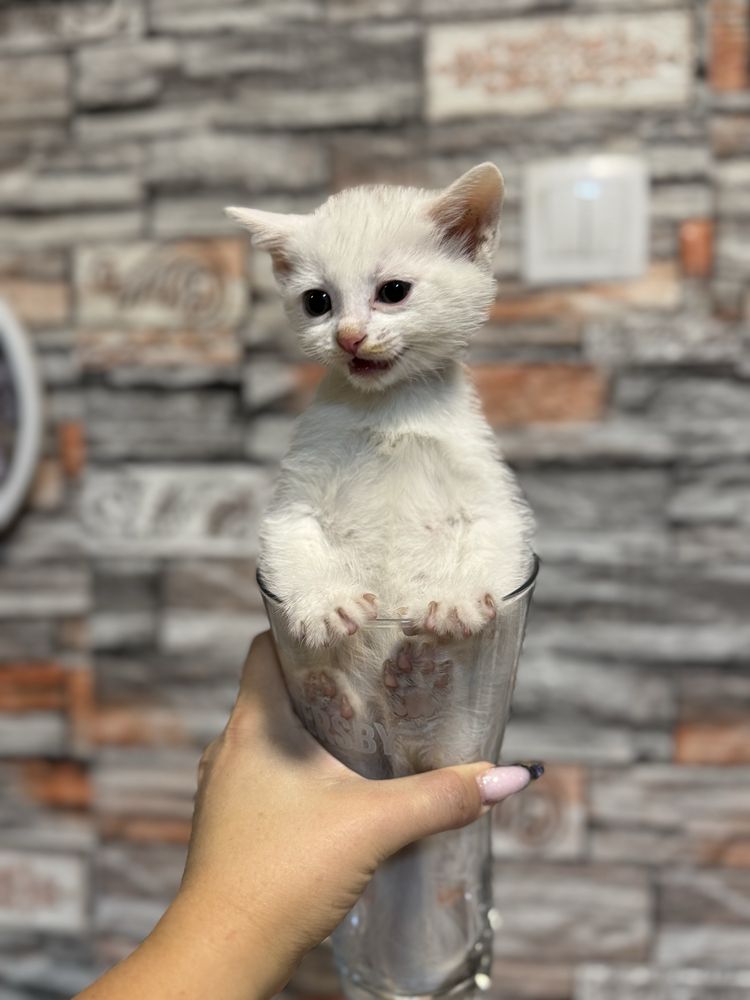 Белые котята мышеловы
