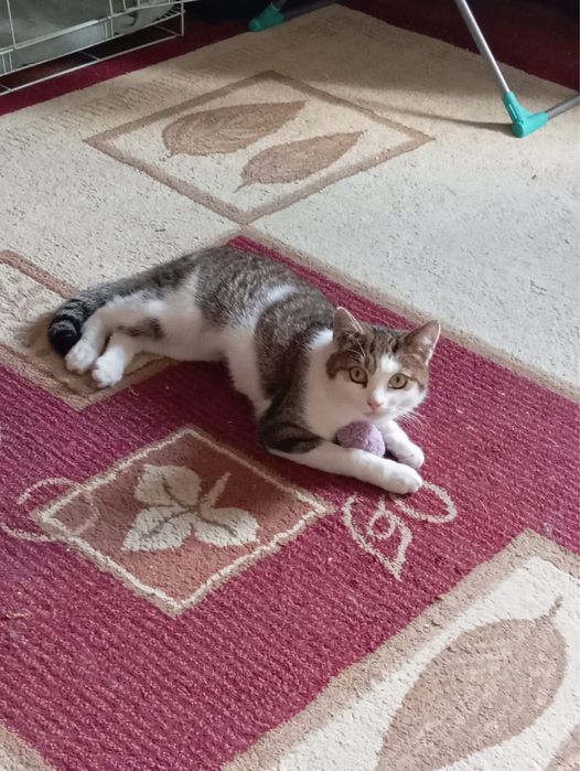 Отдам котика в хорошие руки!