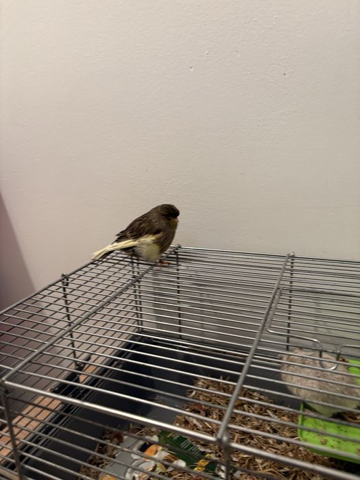 Vand Femela de Canar Gloster