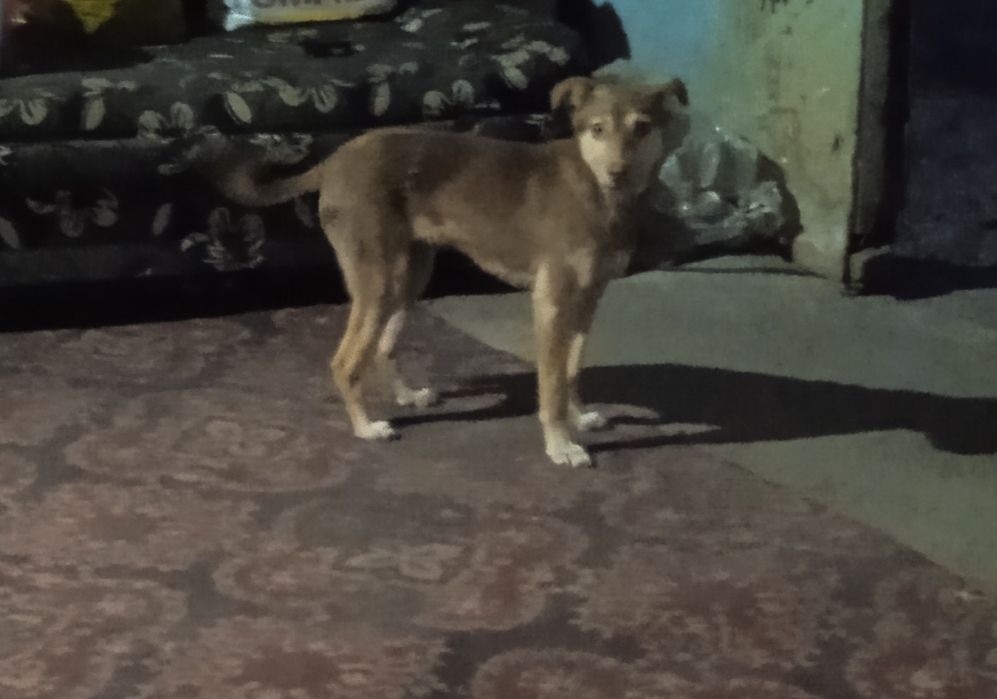 Отдам собачку бесплатно  девочка