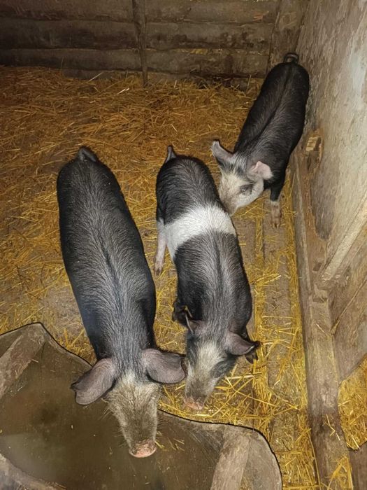 Продавам малки прасенца