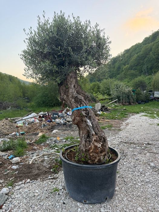 Măslin olea 400ani