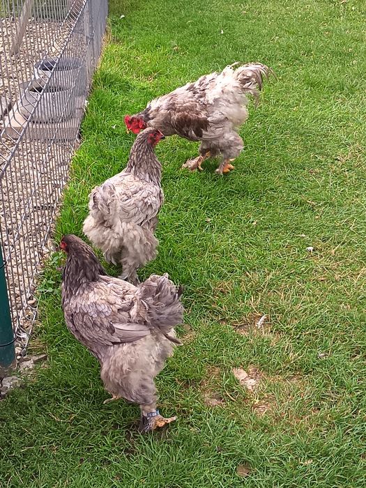 Găini de brahma albastru