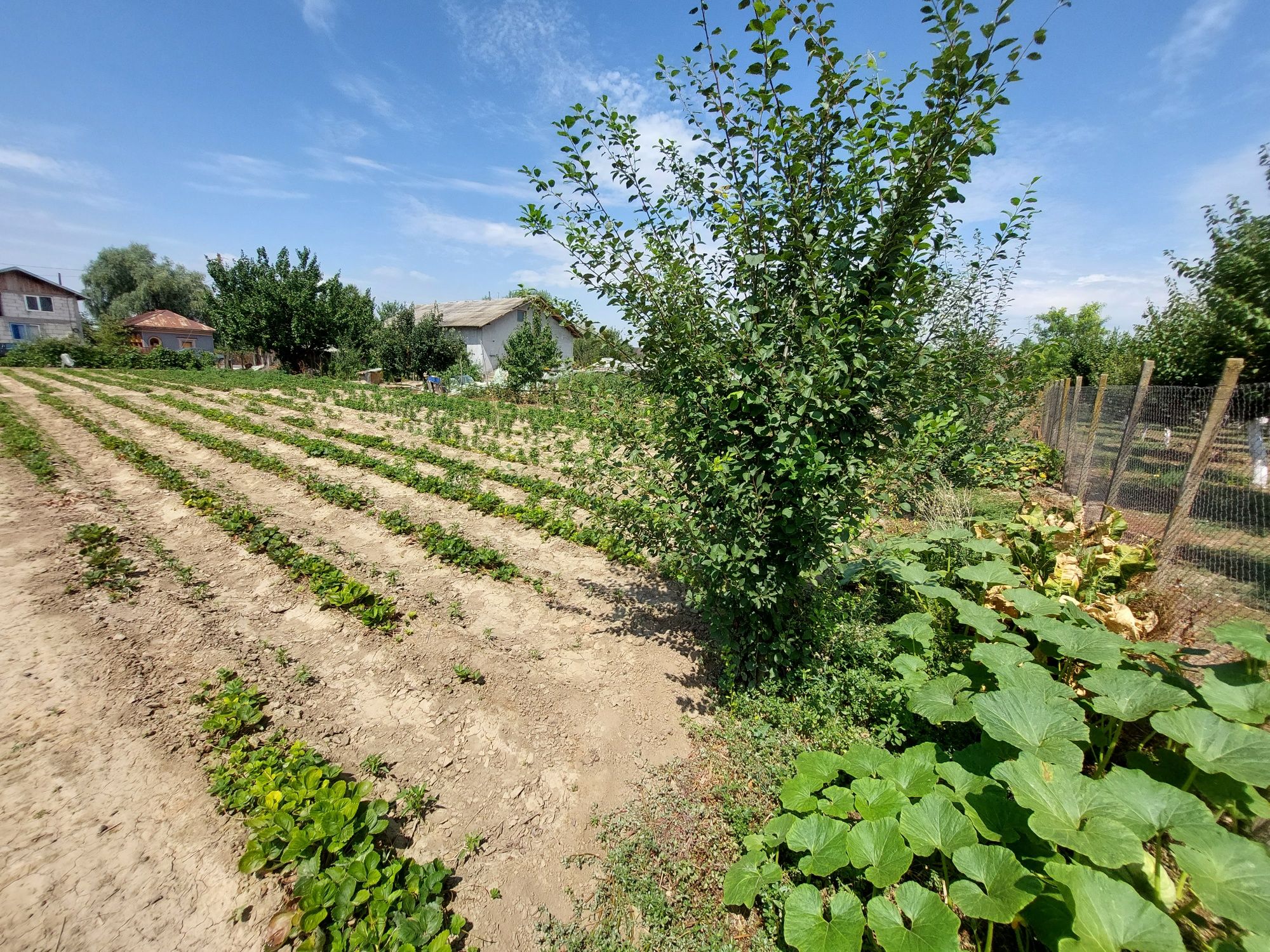 Vând urgent casă din BCA, Com.Hotarele, Sat Scărișoara, Jud. Giurgiu