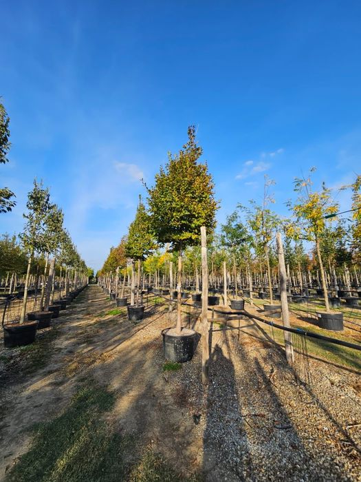 Tei Platan Frasin catalpa mesteacăn salcâm