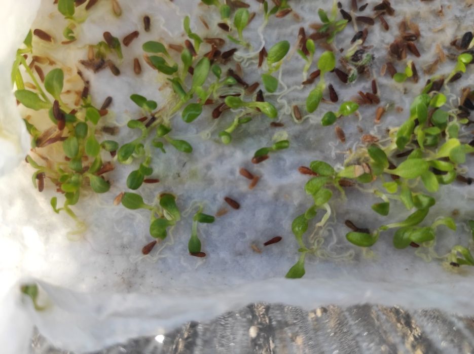 Синчец, корен валериана, стрък вратига,синя метличина,лавандулов цвят