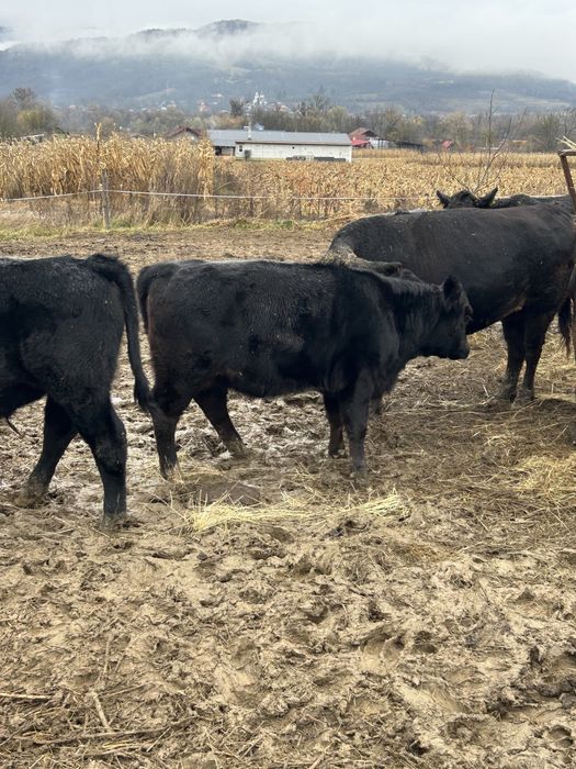 Vand 4 masculi si o femela angus