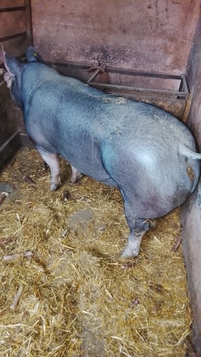 Baloți de paie avem