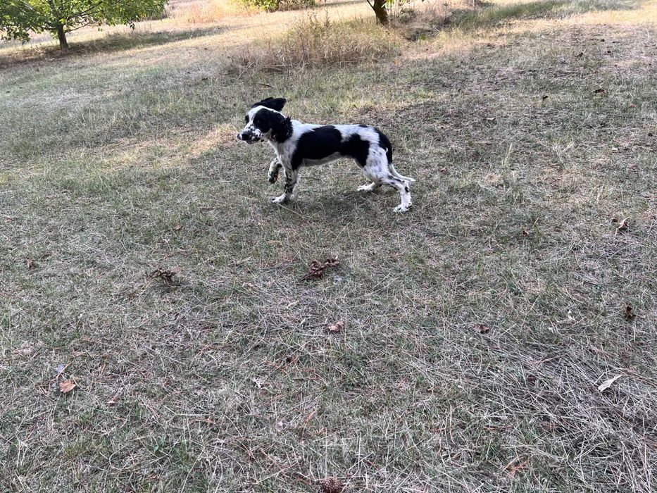 Американски кокер шпаньоли и спрингер шпаньол