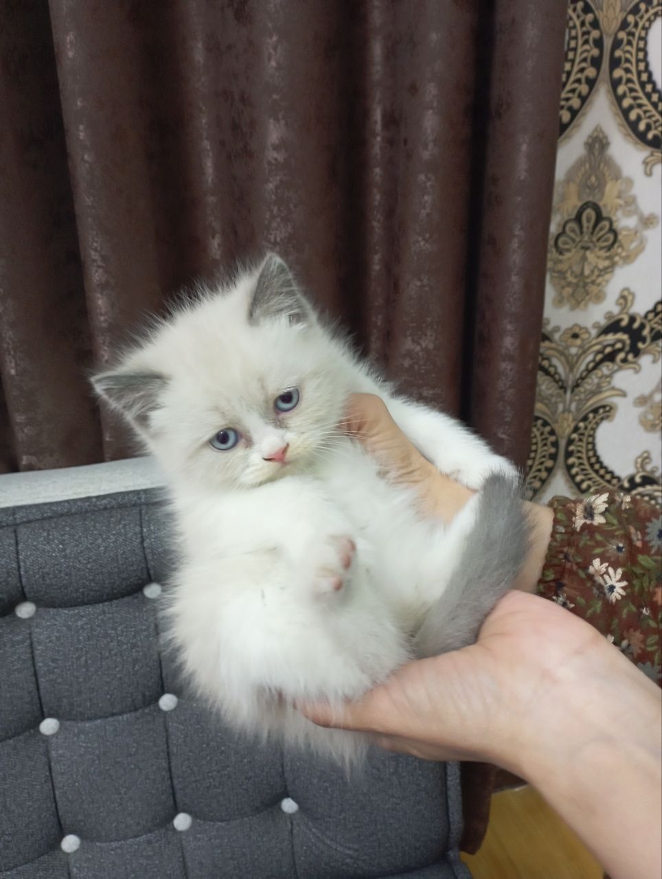 Мушук болачалари сотилади зотли хайлин шиншила