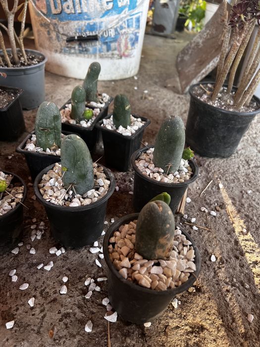 Trichocereus Bridgesii Varianta Monstruosa