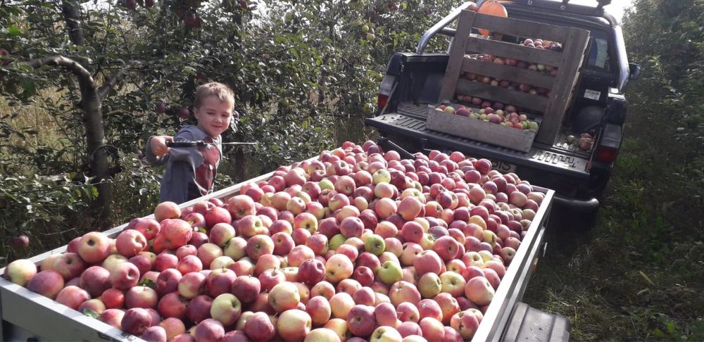Vând mere proaspete 3 ron kg livrate la domiciliu la sac de 15 kg