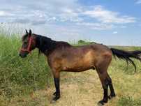 Cal de vanzare