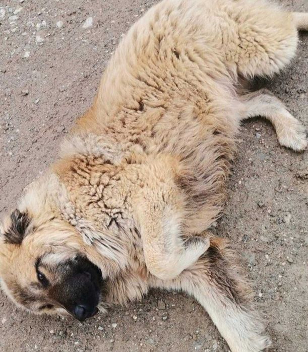 Adoptie mascul de talie mare