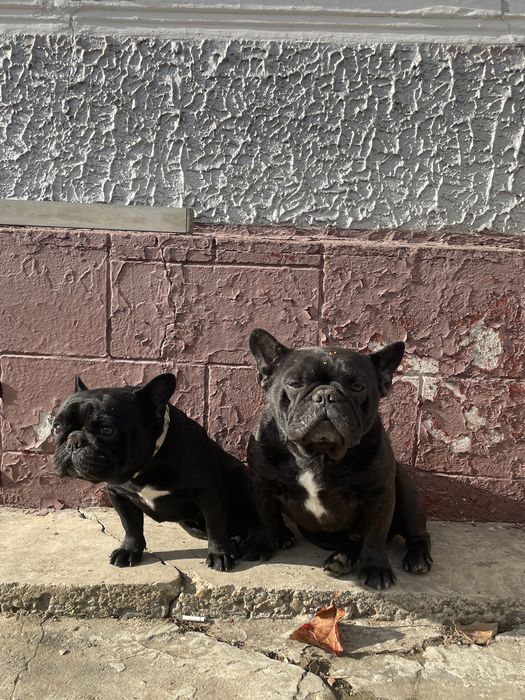 Femelă bulldog francez