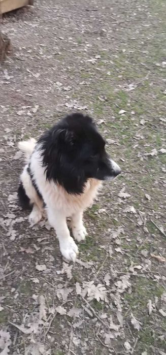 Продавам кученца