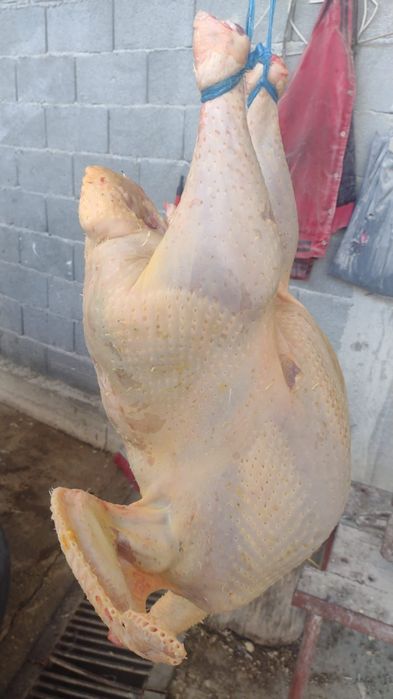 Vând curcani big 6 crescuti natural