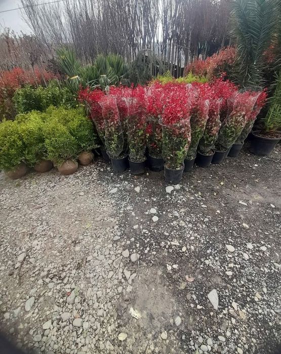 Tuia leylandii plante ornamentale gazon rulou sport