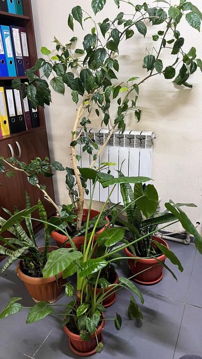 Срочна продам домашные цветы