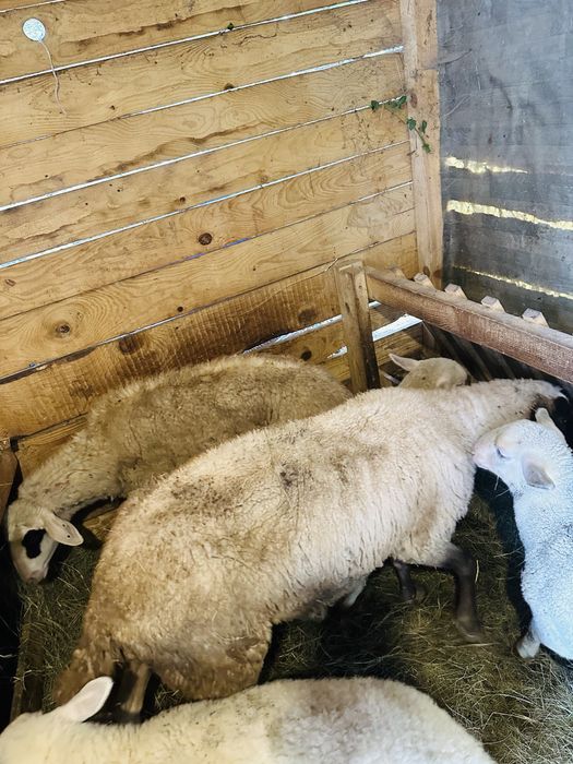 Продавам две Овци