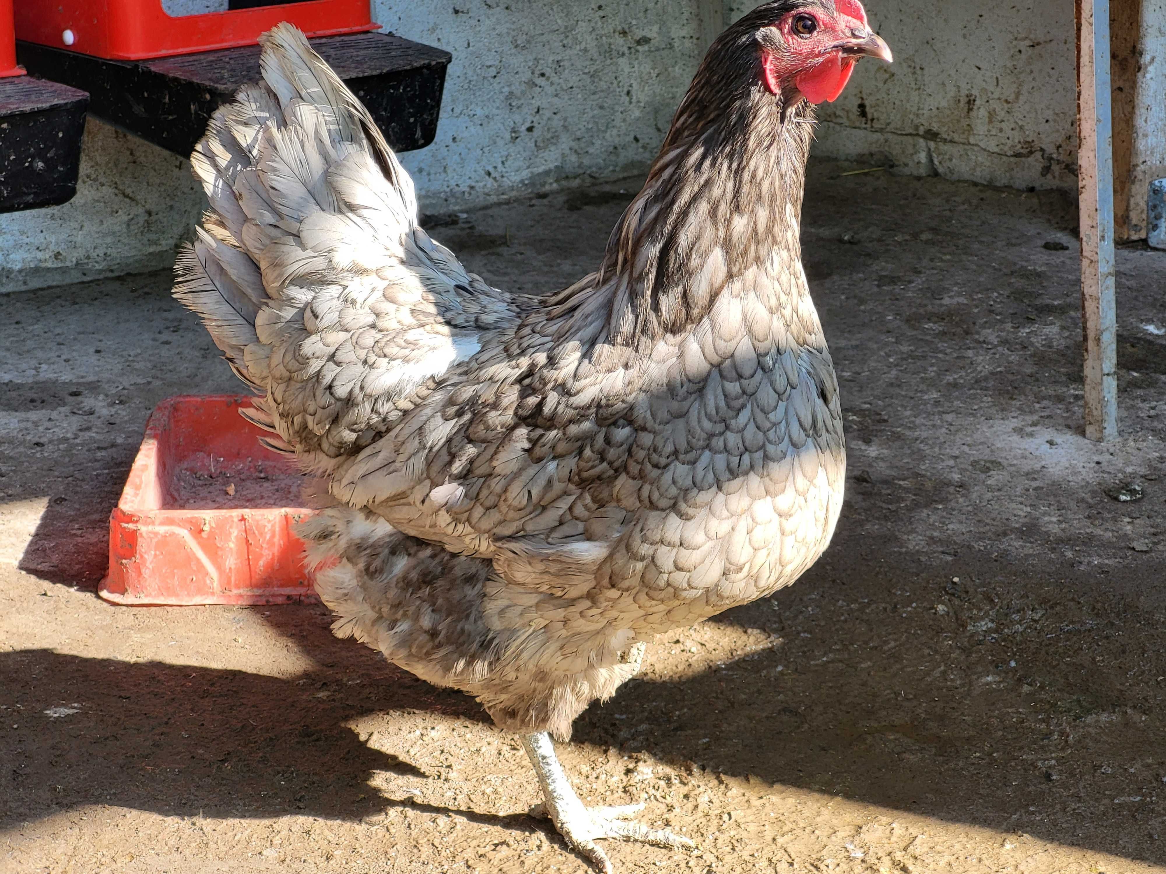 Familie australorp albastru negru 3+1