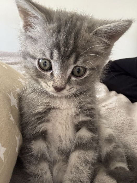 Котенок скоттиш страйт
