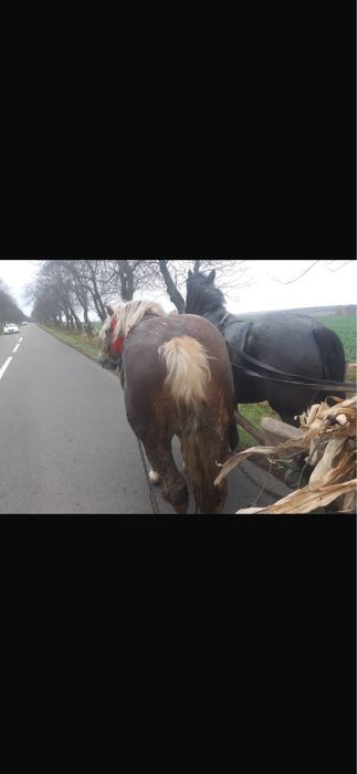 Vând Armăsari grei