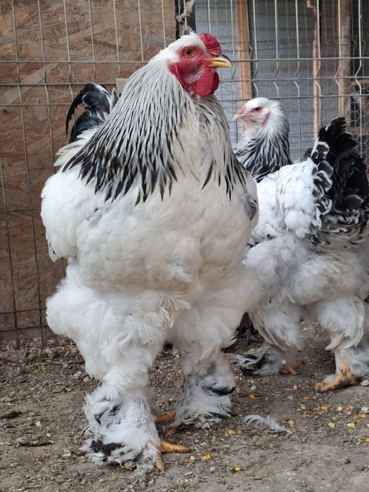 Familie brahma hd