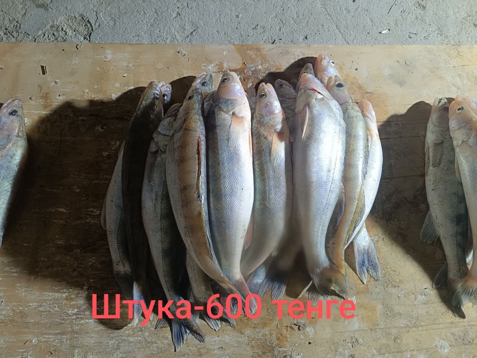 Судак свежий-доставки нет.