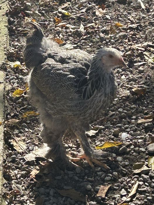 Vand gaini si cocosi